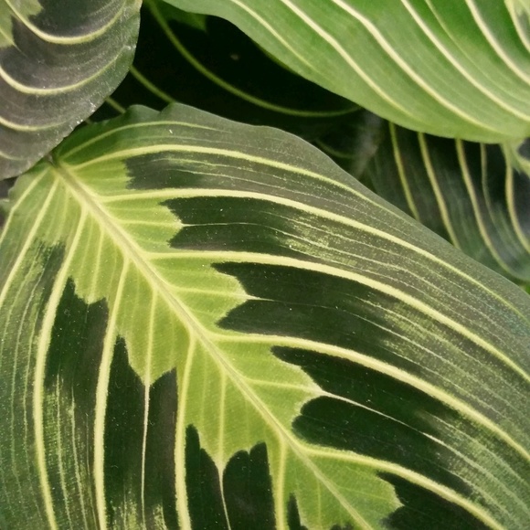 Meet your Posher, Lynn - Picture 1 of 1